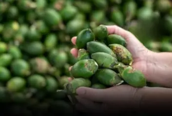 Doctor Reveals 4 Fruits That May Fuel Cancer Growth