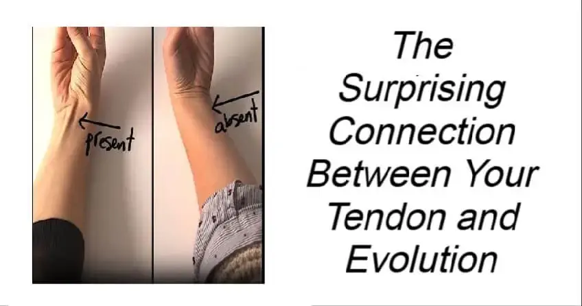 When a Tendon Shows Up Between Your Wrist and Thumb — Here’s the Explanation