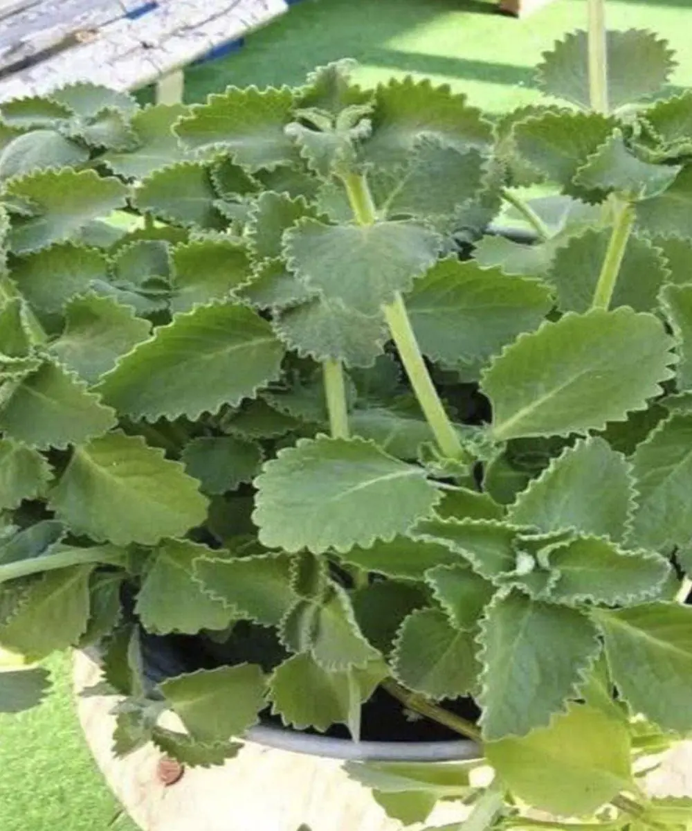 The Ancient Herb With Powerful Health Benefits Still Backed by Science