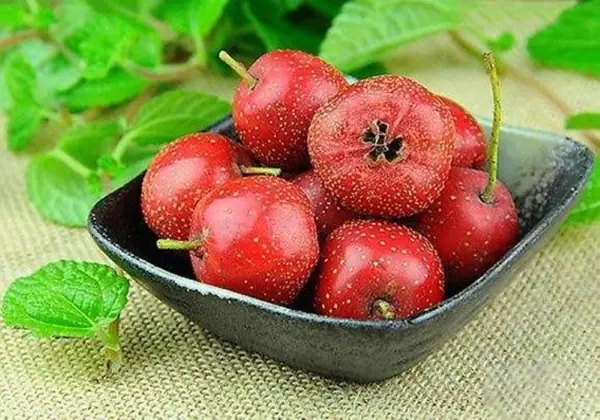 Hawthorn: An Ancient Remedy with Remarkable Modern Benefits