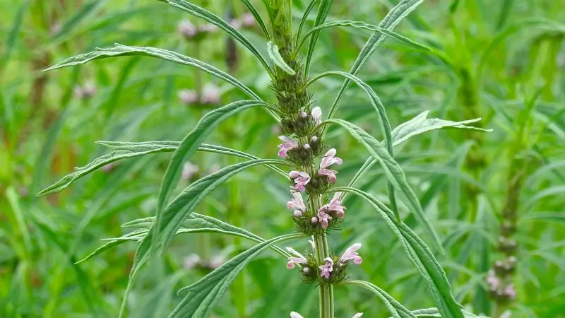 Motherwort: A Traditional Plant Remedy for the Heart and Nervous System