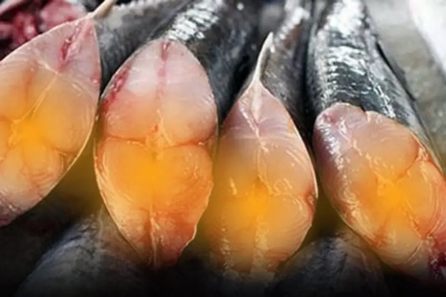 Thought salmon was the DHA king? The real champion is a fish you’ve probably ignored