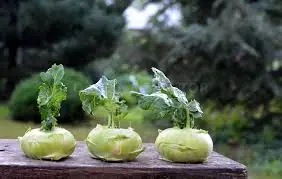 Add Kohlrabi to Your Diet — Doctors Explain the Surprising Benefits
