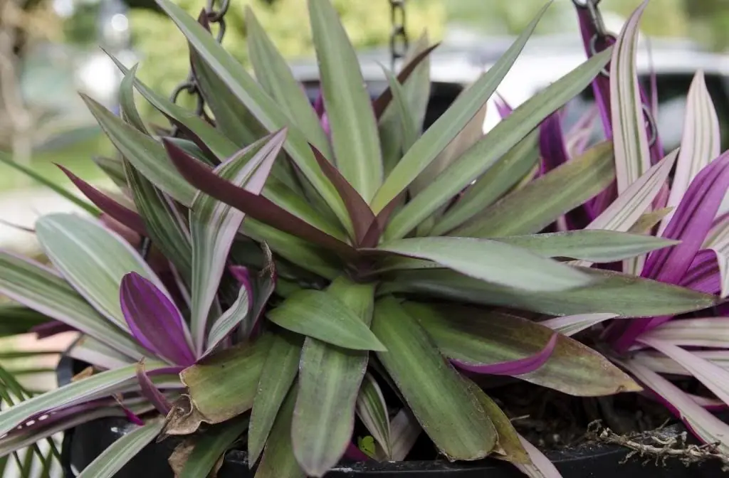 The Purple Leaf Plant: Natural Support for Headaches and Overall Wellness