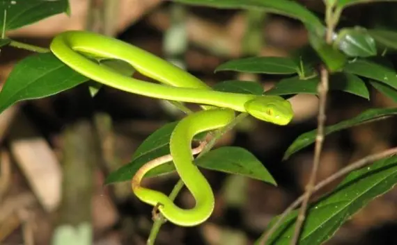 What Homeowners Should Know About Plants That May Attract Snakes