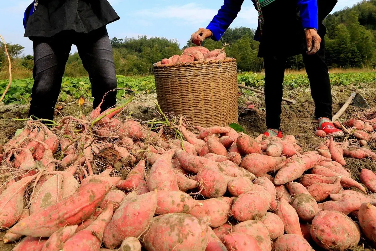 13 Key Facts About Sweet Potatoes That Many People Overlook