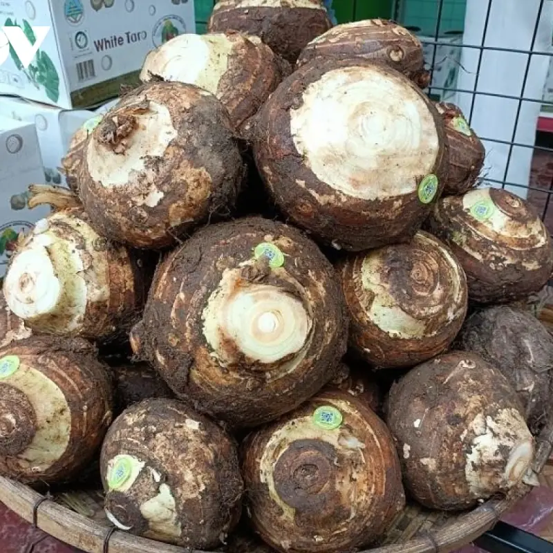 A Village With Almost No Cancer Cases — And the Root Vegetable They Eat Every Day