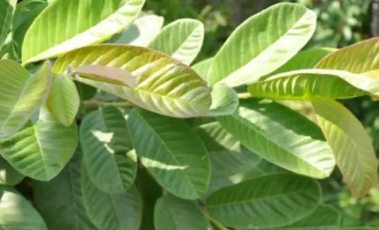 This type of leaf is easy to find and can treat intestinal diseases and help the body detoxify very well