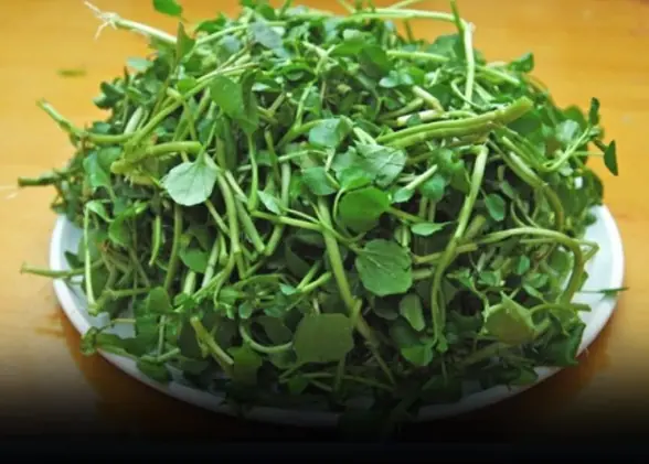 4 best vegetables to help prevent canc.er