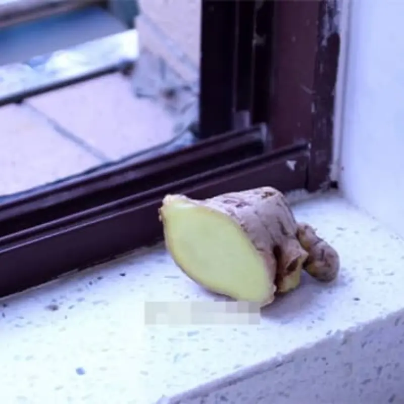 5 Simple Ways to Preserve Ginger Without Refrigeration