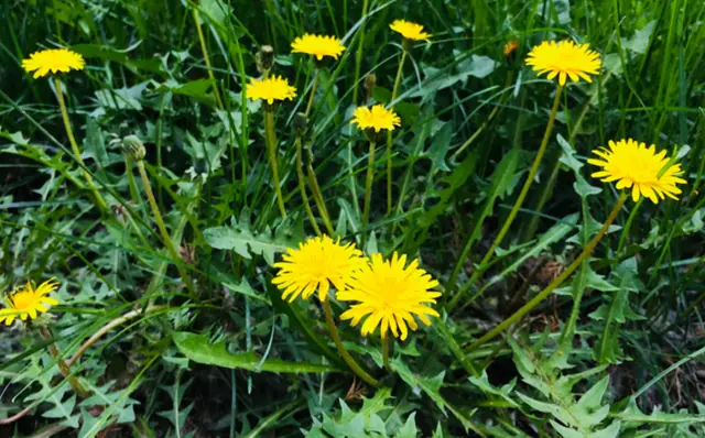 A Wild Weed Regarded as the “Queen of Herbs”: Brew It as Tea and Its Many Benefits May Surprise You