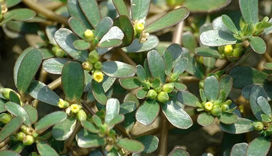11 powerful insights into purslane, the humble plant with extraordinary value