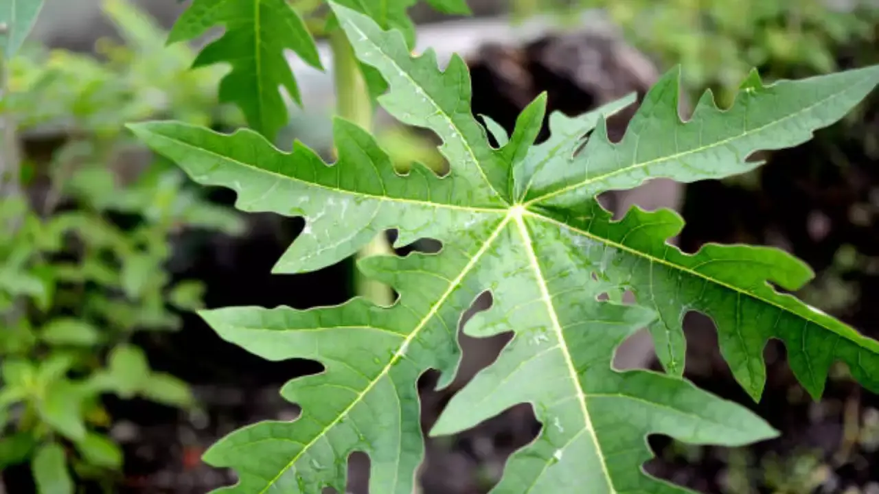 What You Should Know About the Health Effects of Papaya Leaves