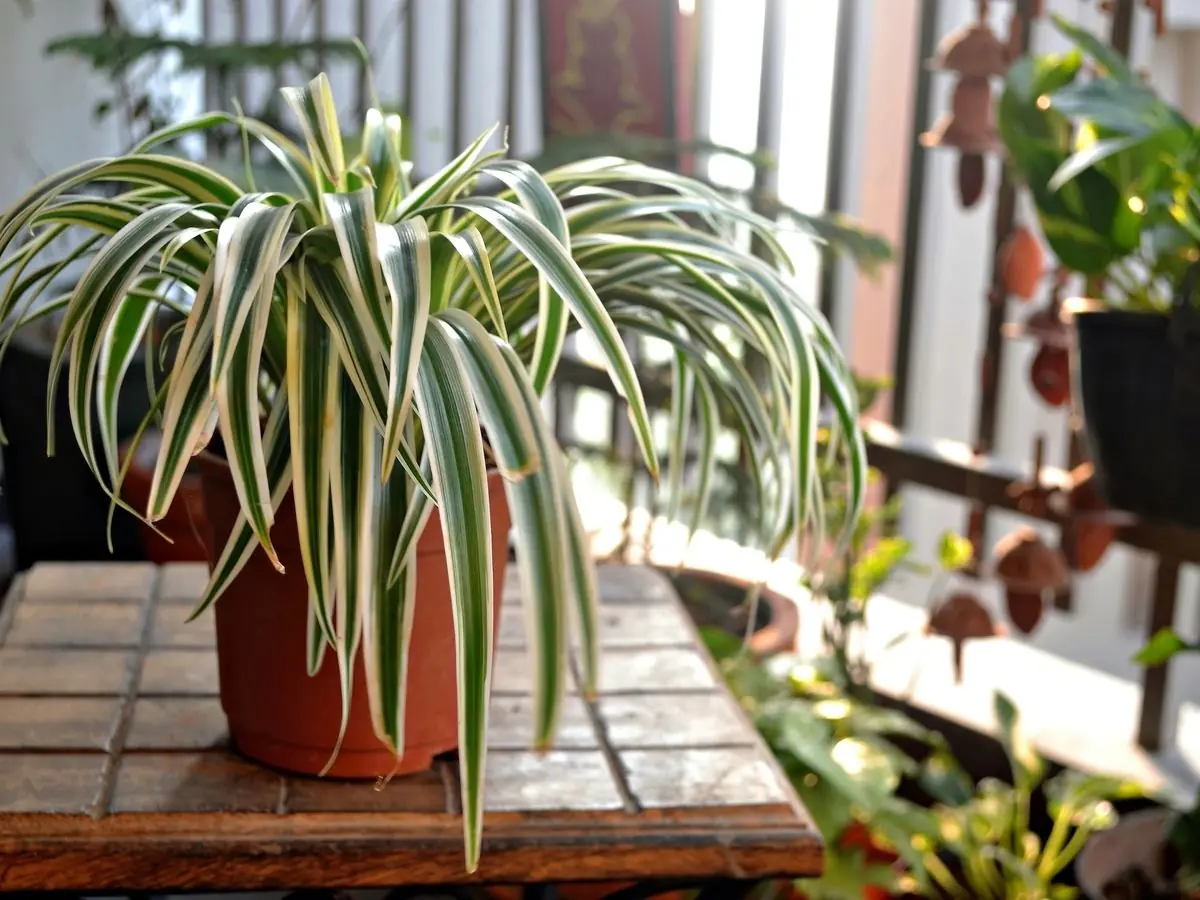 These 5 plants can help absorb formaldehyde, trap fine dust particles, and enhance indoor air quality