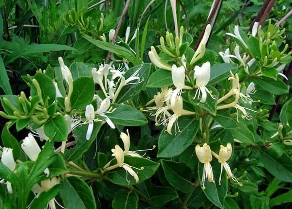 Exploring the wellness benefits and home applications of Japanese honeysuckle