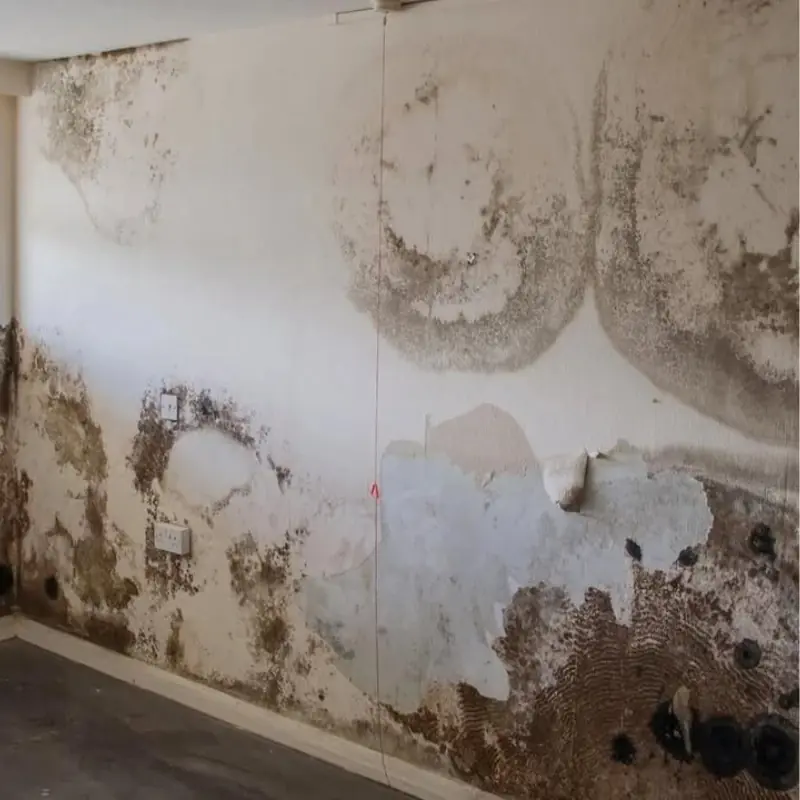 Tips for dealing with moldy, peeling, and flaking paint on your walls.