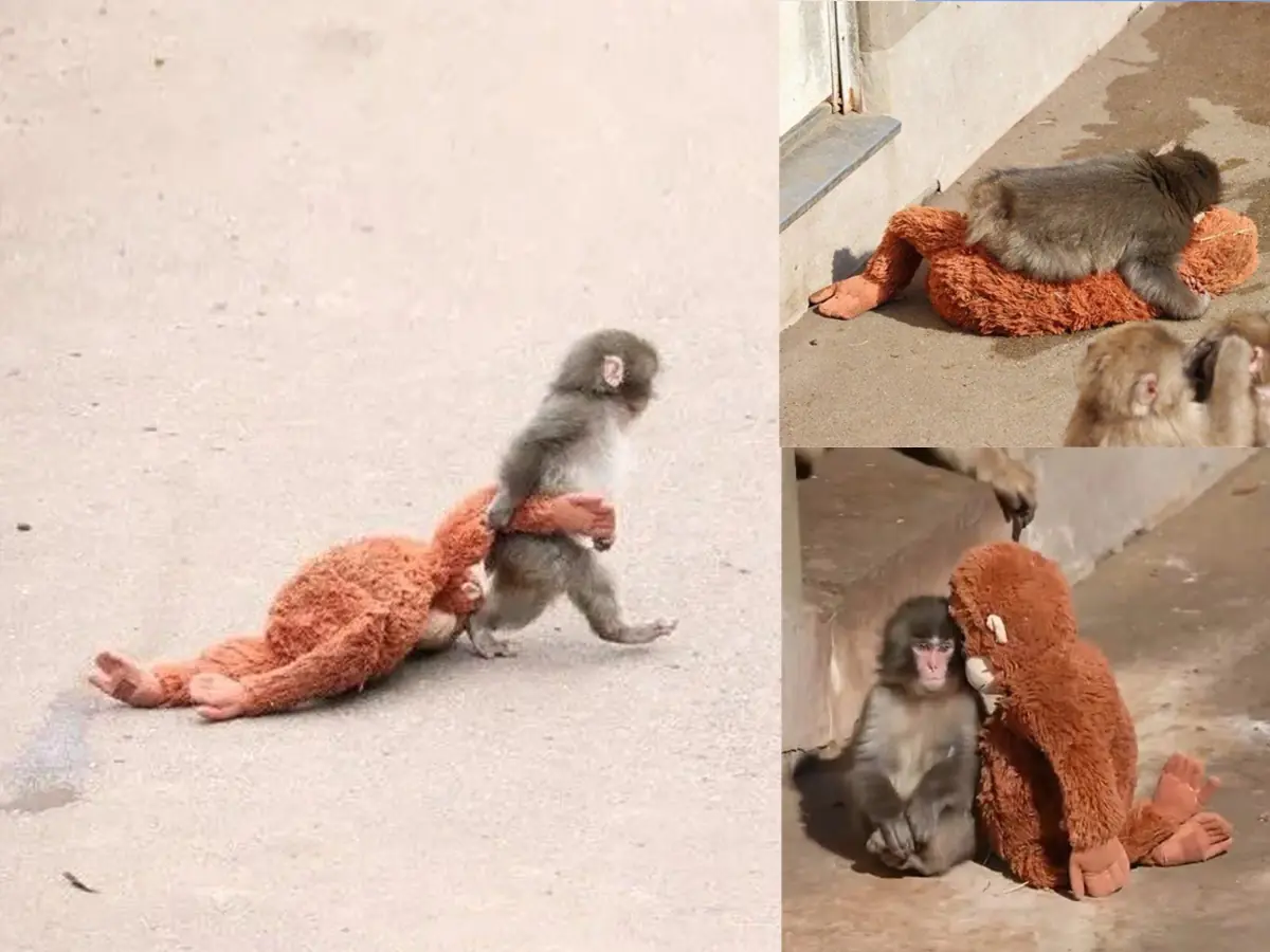 Abandoned Baby Macaque Punch At Ichikawa Zoo Wins Hearts Worldwide After Viral