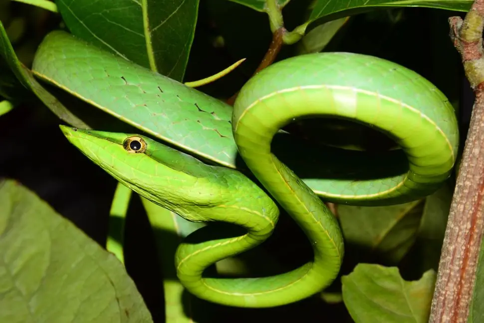 5 backyard plants that might attract snakes without homeowners realizing it