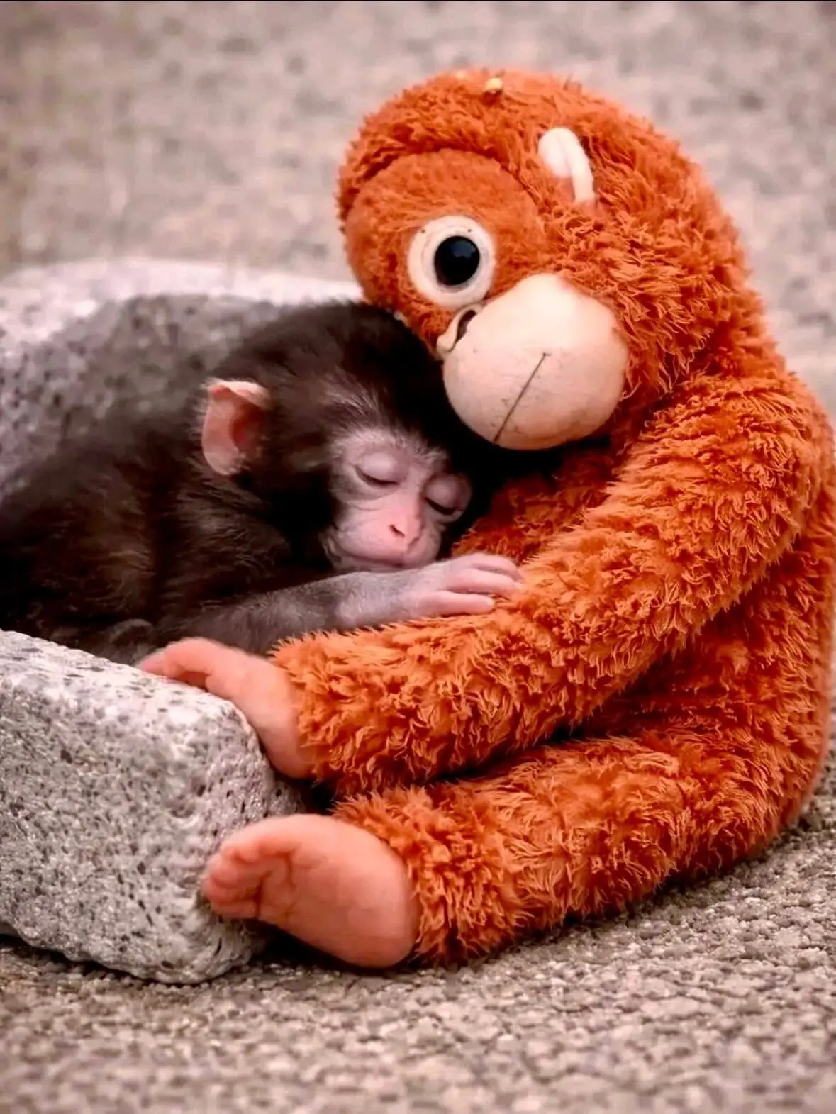 Japanese “lonely” baby monkey goes viral