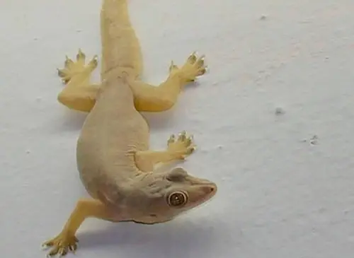 Struggling with recurring geckos at home? These simple measures may help stop their return