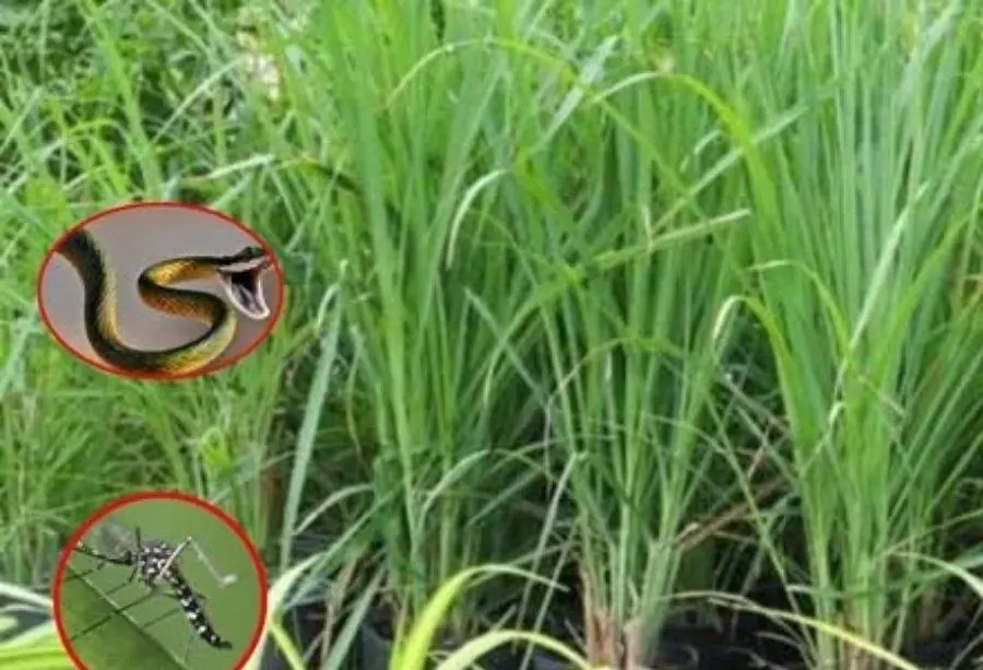 Mosquitoes and snakes avoid this plant. Do you have it in your yard?