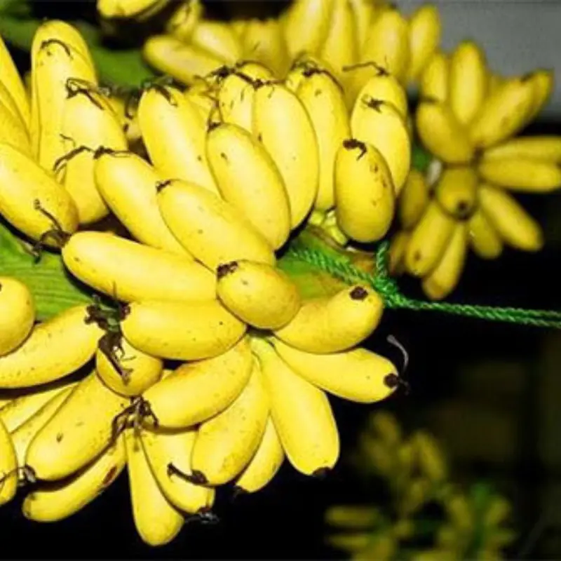 Doctors Warn: Eating Bananas Before Bed May Cause Unexpected Effects
