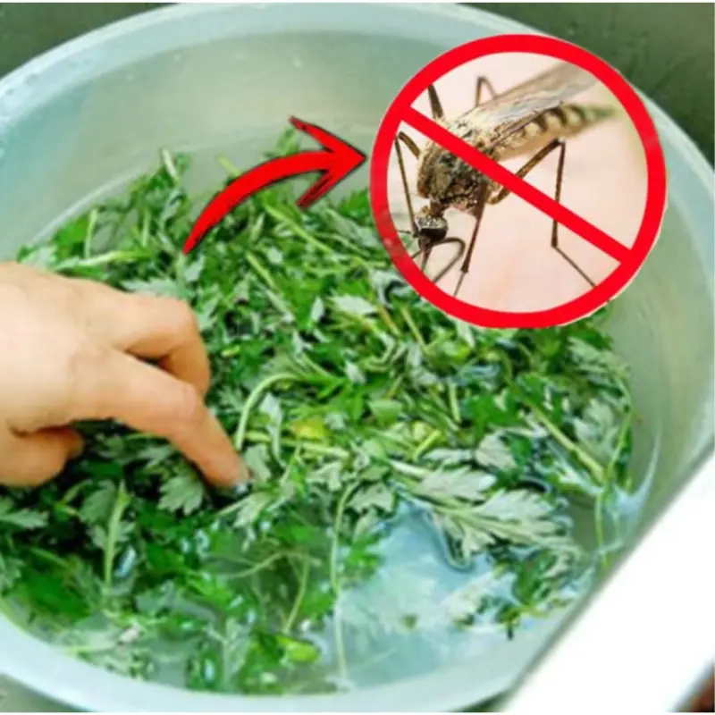 Crush These Leaves and Place Them in the Corner — A Simple Trick to Help Keep Mosquitoes Away