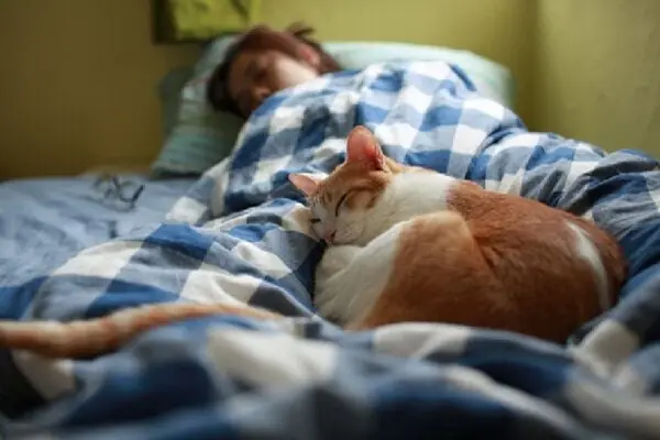 If your cat curls up in your bed at night, there’s likely a reason you didn’t expect