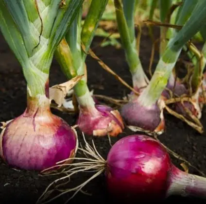 Doctors reveal that eating onion causes...