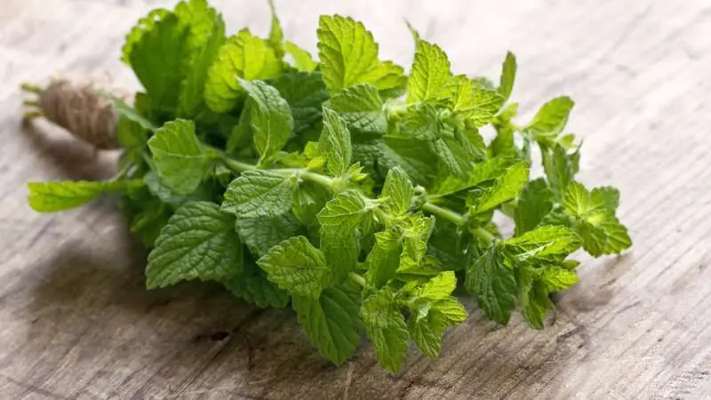 Top Plants to Grow That Naturally Repel Mice from Your House