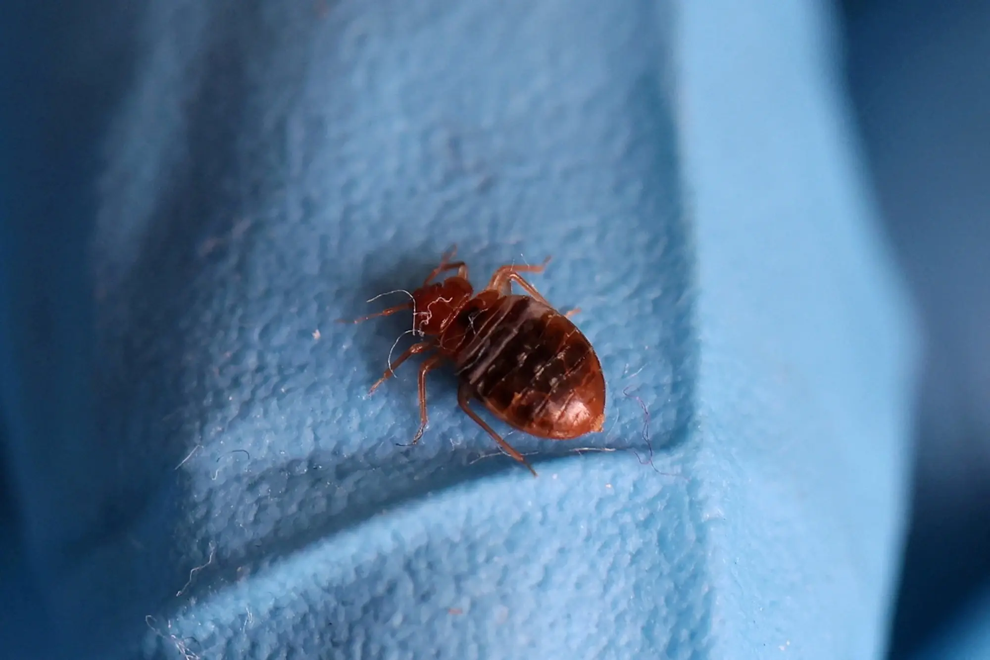 Safe and natural methods for removing bed bugs from your home