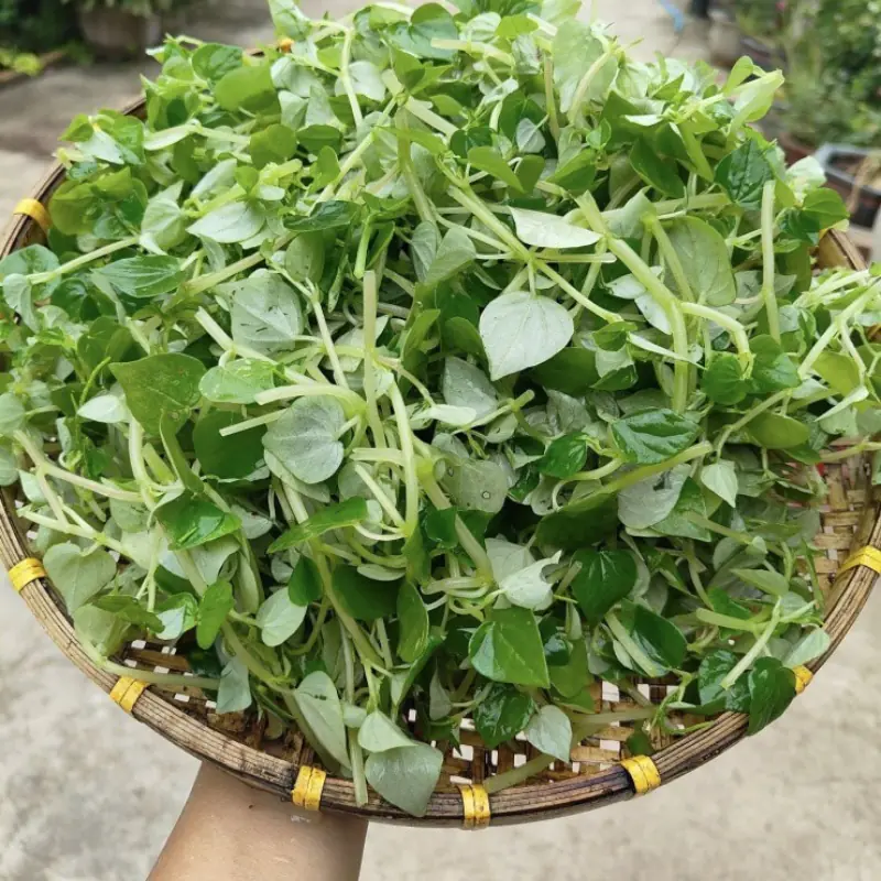 This “Cancer-Fighting King” Vegetable May Be Small, But Its Benefits Are Enormous