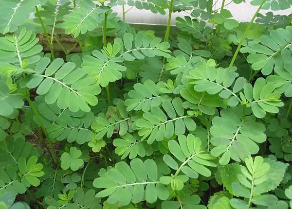 Stone Breaker: Bridging Traditional Healing and Contemporary Research