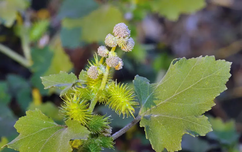 Xanthium strumarium Unveiled: Traditional Healing, Potential Benefits, and Current Applications