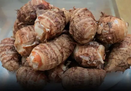 A Village With Almost No Cancer Cases—Thanks to a Root Vegetable Eaten Every Day