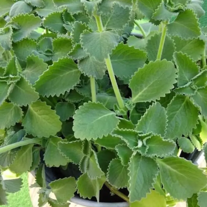 Just One Oregano Leaf Per Day — Miracle Cure or Healthy Habit?