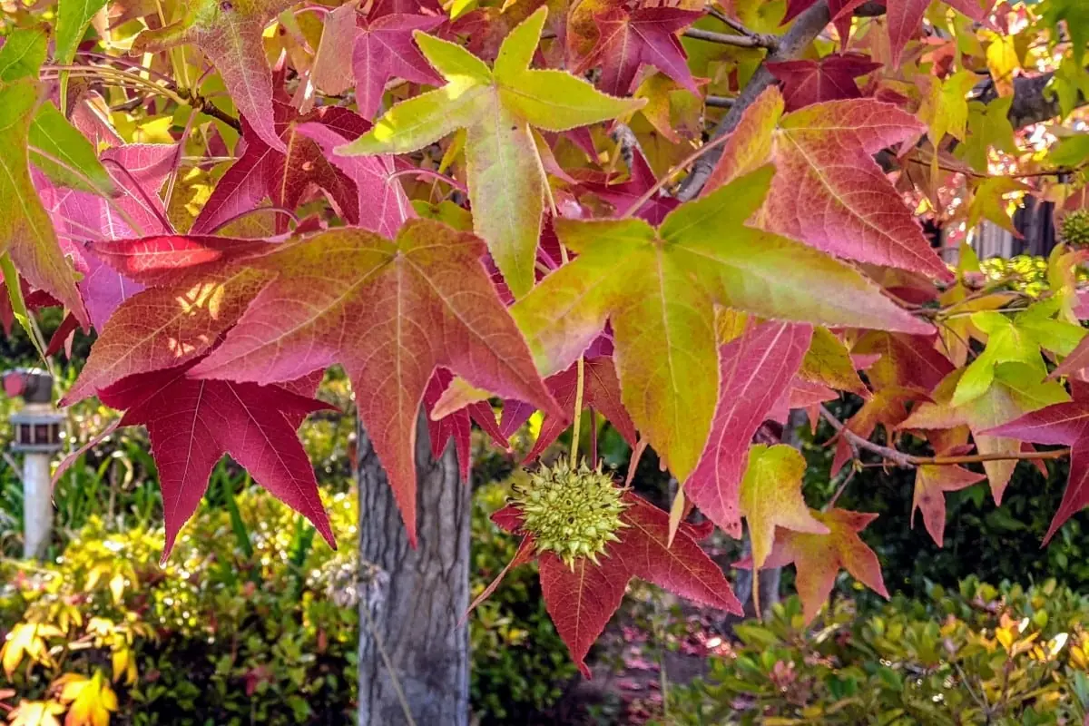The American Sweetgum: A Rediscovered Tree of Healing