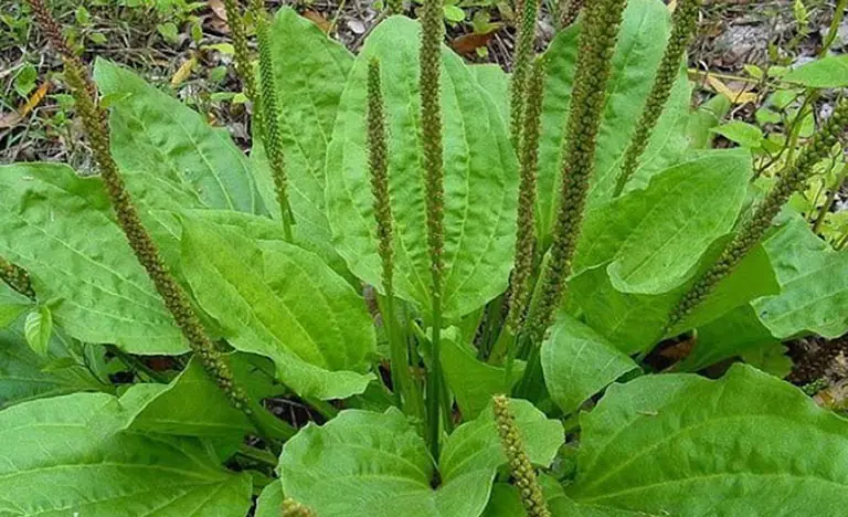 Plantago lanceolata: A Hidden Medicinal Treasure Growing All Around Us