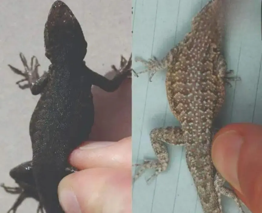 When a lizard visits your house that’s a sign...