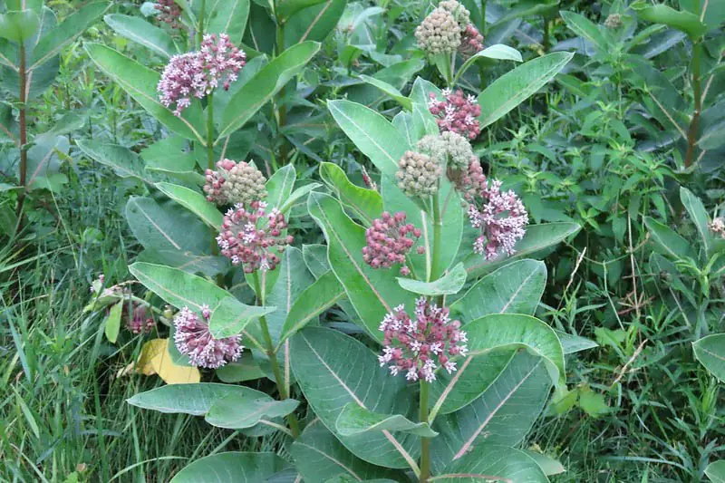 Exploring Common Milkweed (Asclepias syriaca): Surprising Benefits, Nutrients, and Essential Safety Warnings
