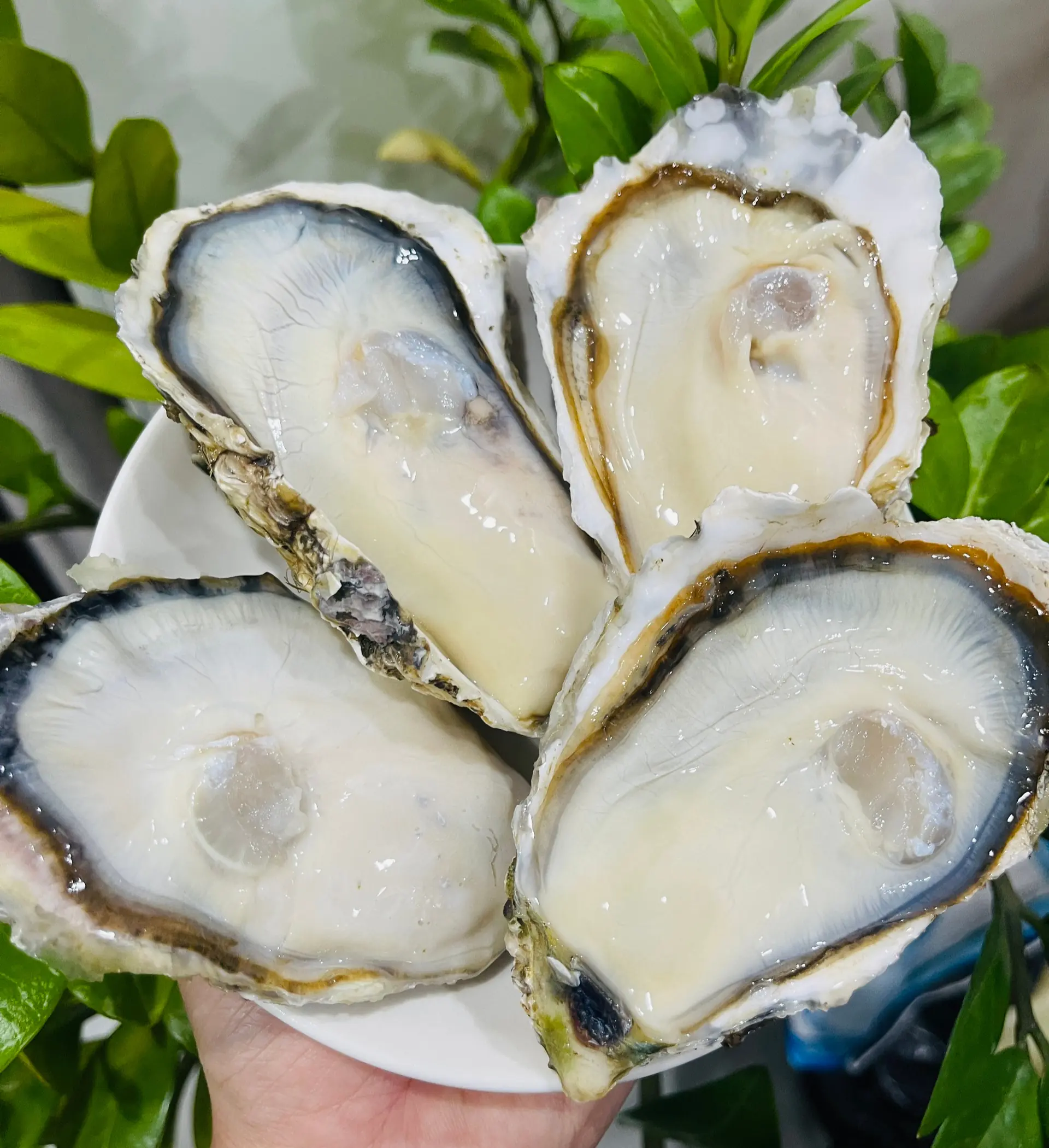 Who Should Avoid Eating Oysters? 6 At-Risk Groups