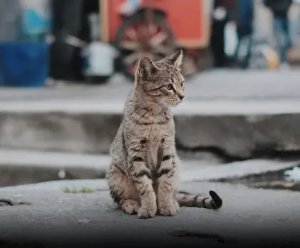 Why Cats Leave Home and Don’t Return