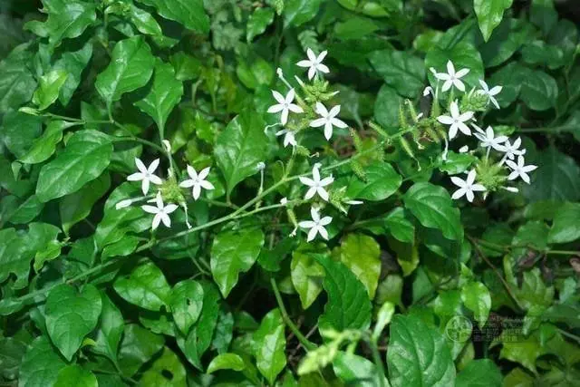 8 Plants That Might Increase the Chances of Snakes Visiting Your Property