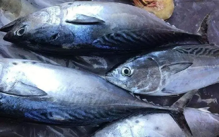 6 fish varieties to avoid buying, regardless of the bargain