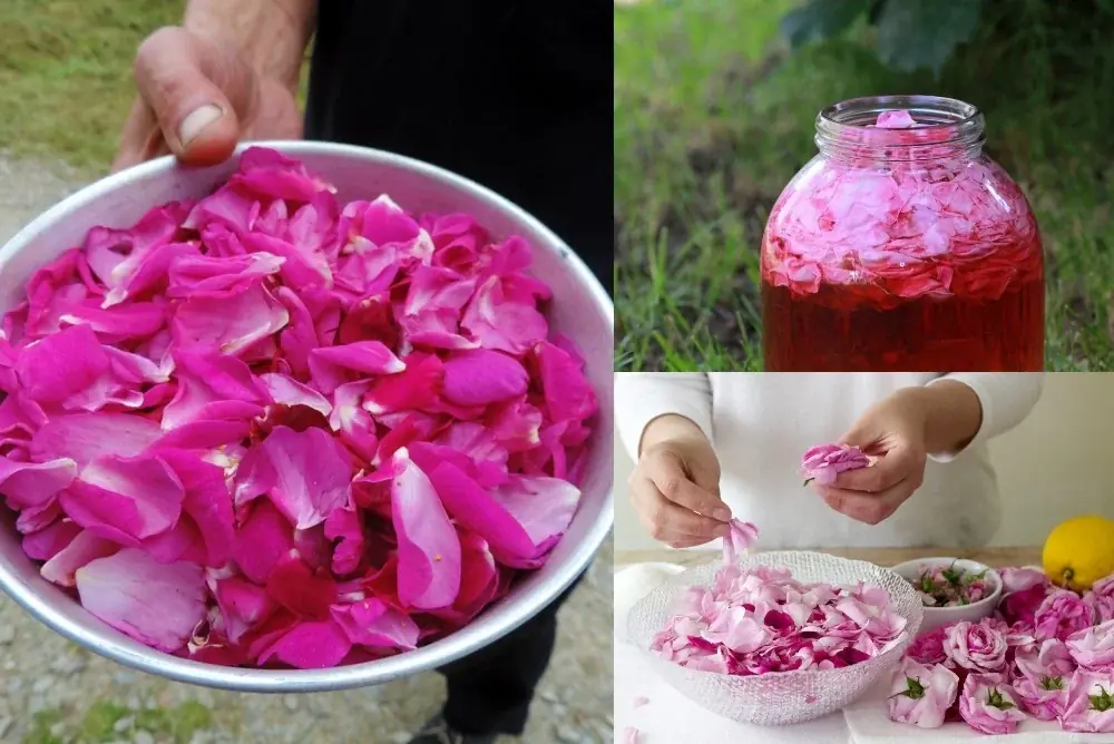 Roses uncovered: A deeper power beyond petals and perfume