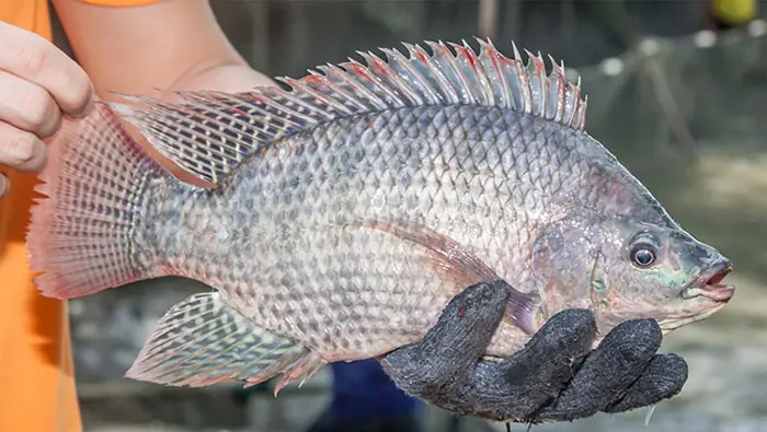 Many people believe tilapia is healthy - but there are reasons you might want to avoid it