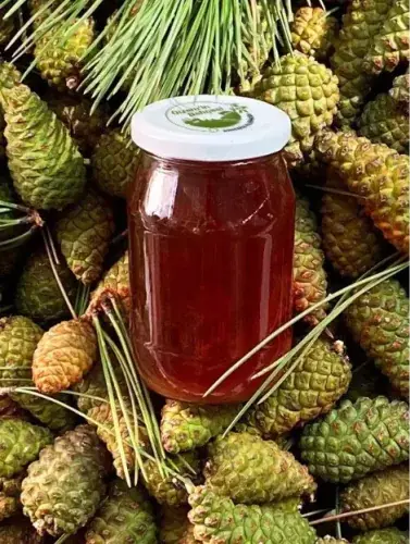 The basics of Pine Cone Syrup: How to make it, why people use it, and its potential benefits