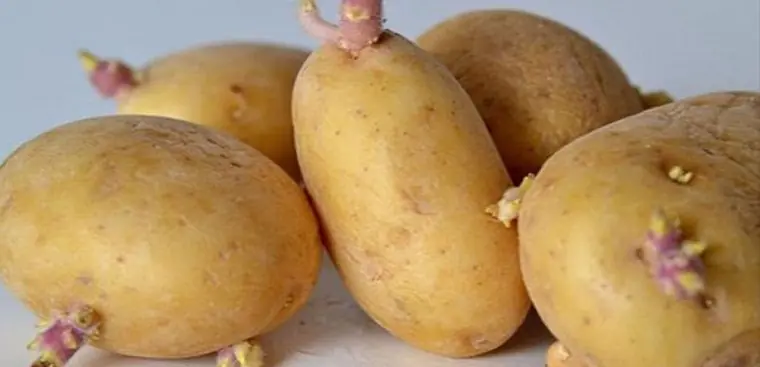 Before tossing sprouted potatoes, try this simple trick that delivers amazing results