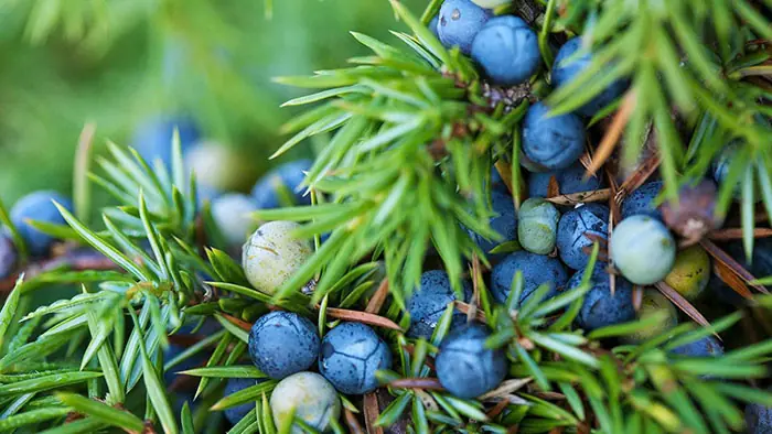 The healing power of juniper: An ancient plant supporting modern wellness