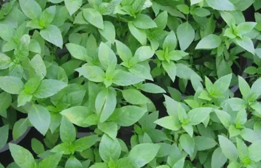 Keep Snakes Out of Your Yard with These 8 Plants